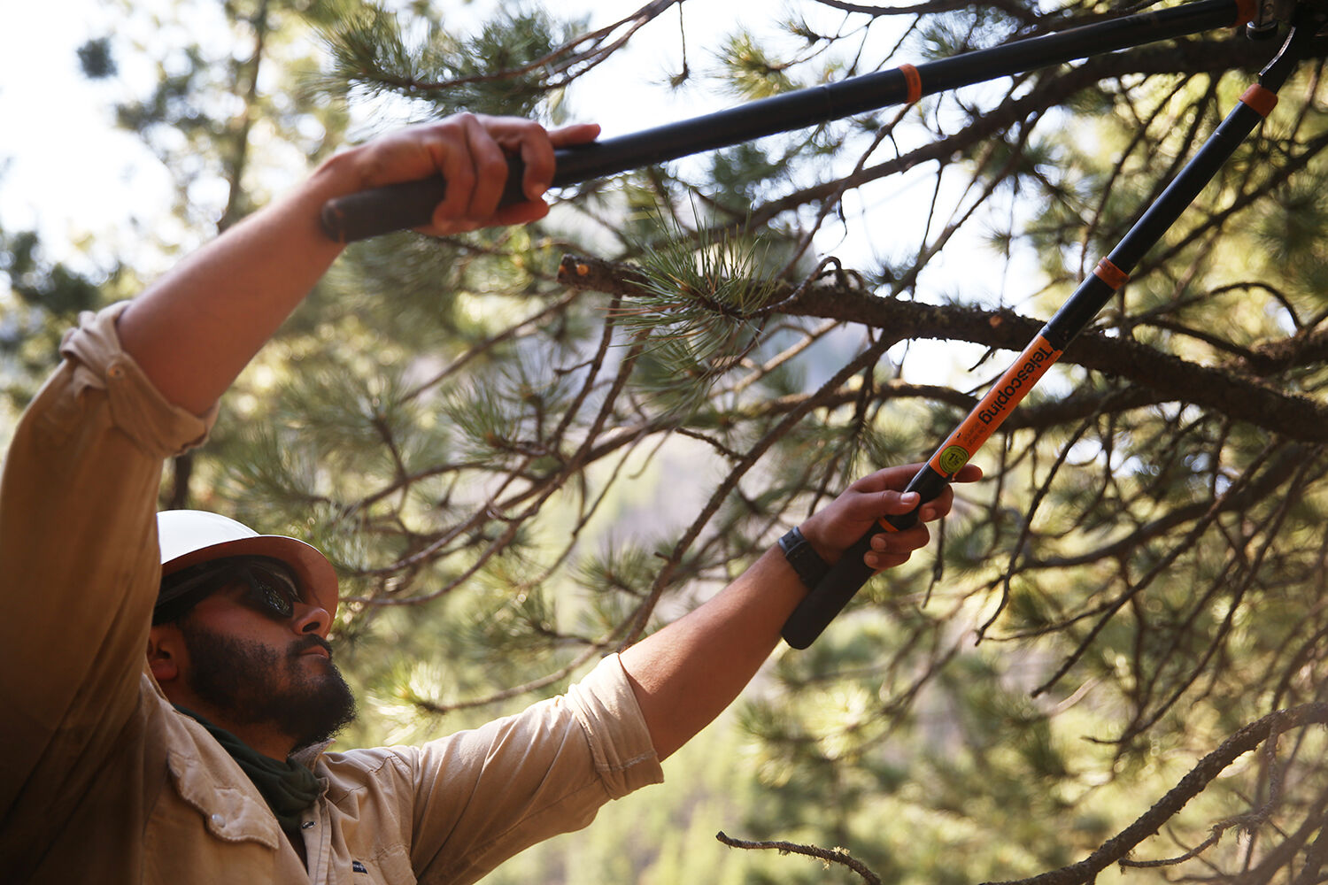 Caleb Johnson uses a lopper or branch trimmer
